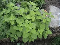 DSC00009.webp