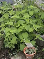 DSC00010.webp