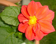 roteZwergdahlie.webp