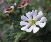 duftpflanze.webp