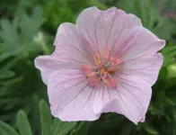 storchenschnabel.webp