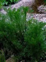 03.webp