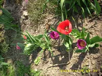 JD500531.webp