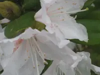 045.webp