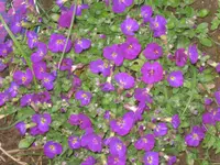 097.webp