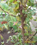 Rosenschädlinge_1.webp