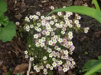 Fotos 013.webp