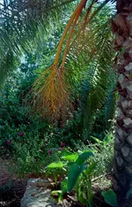 garten.webp