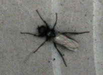 Monster1.webp