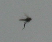 monster2.webp