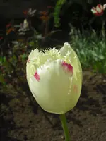 CIMG9602.webp