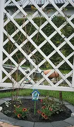 Pergola Alberic und Campsis_klein.webp