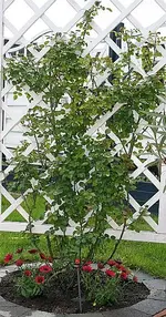 Pergola Penny Lane_klein.webp