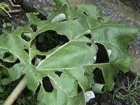 DSC00031.webp
