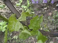 DSC00032.webp