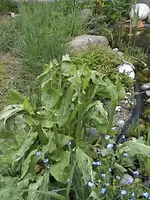 DSC00033.webp