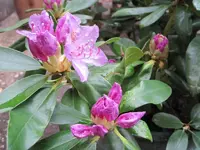 Rhododendron 2.webp