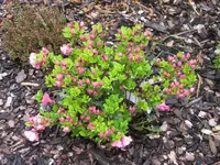 Azalee vom Gartentag im Schloss 2009.webp
