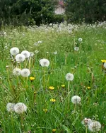InvasionderPusteblumen-1.webp