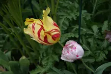 DSC02931.webp