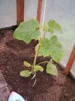 Garten 040.webp