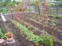 Garten 041.webp