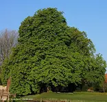 Ross- Kastanie 1.webp