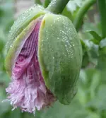 mohnkapsel rosa.webp