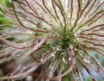 pulsatilla verblüht regen.jpg