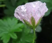 storchschnabel 2..webp