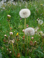 InvasionderPusteblumen.webp