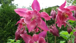 akelei (3).webp
