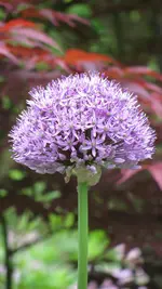 allium.webp