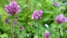 allium (4).webp