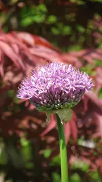 allium (6).webp