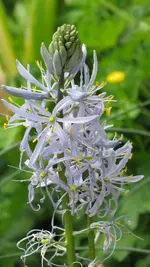 camassia.webp