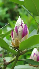 rhodoknospe.webp