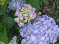 001.webp