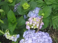 002.webp