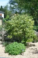 dritter Rhodo_klein.webp