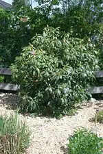 pinkfarbener Rhododendron_klein.webp