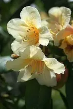 spärliche Blüte - verregnet_klein.webp