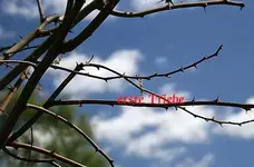 erste zaghafte Triebe_klein.webp
