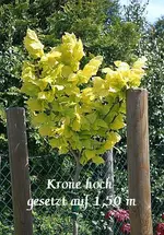 Goldulme_klein.webp
