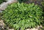 Hosta_klein.jpg