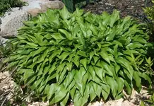 Hosta_klein.webp