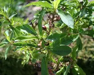 Zwergnektarine mit ersten Fruchtständen_klein.webp