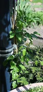 ca 80 cm hoch mit 2 Knospen_klein.webp