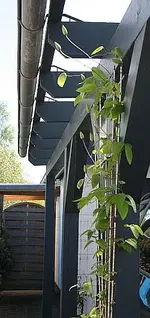 knospig auf 230 cm_klein.webp