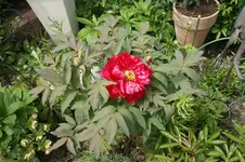 DSC02935.webp